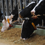 How Integrated Grinder-Mixer Units Work on Livestock Farms